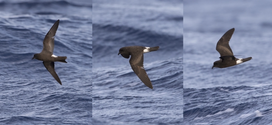 14 Leachs Stormpetrel compilation Madeira 170824 Martijn Verdoes MV 3927 1024x472