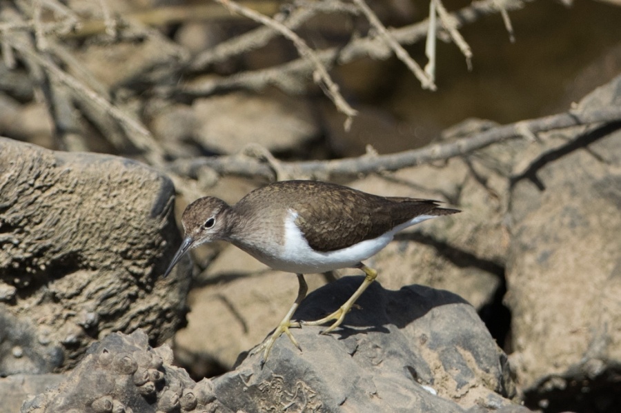 14 common sandpiper 1024x682