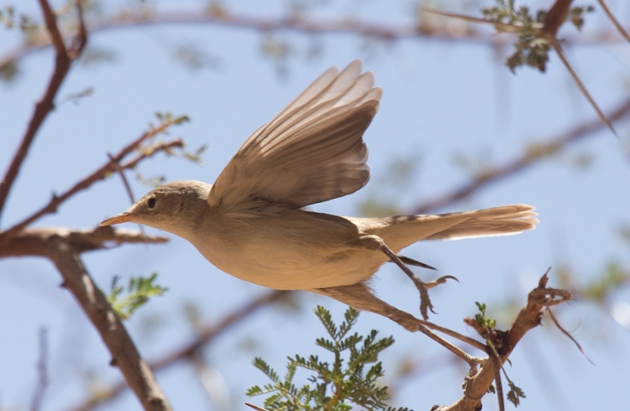 14 isabelline warbler 1024x668