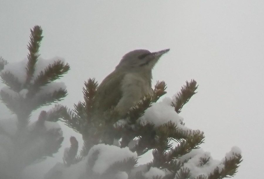 14grey headed woodpecker 1024x695