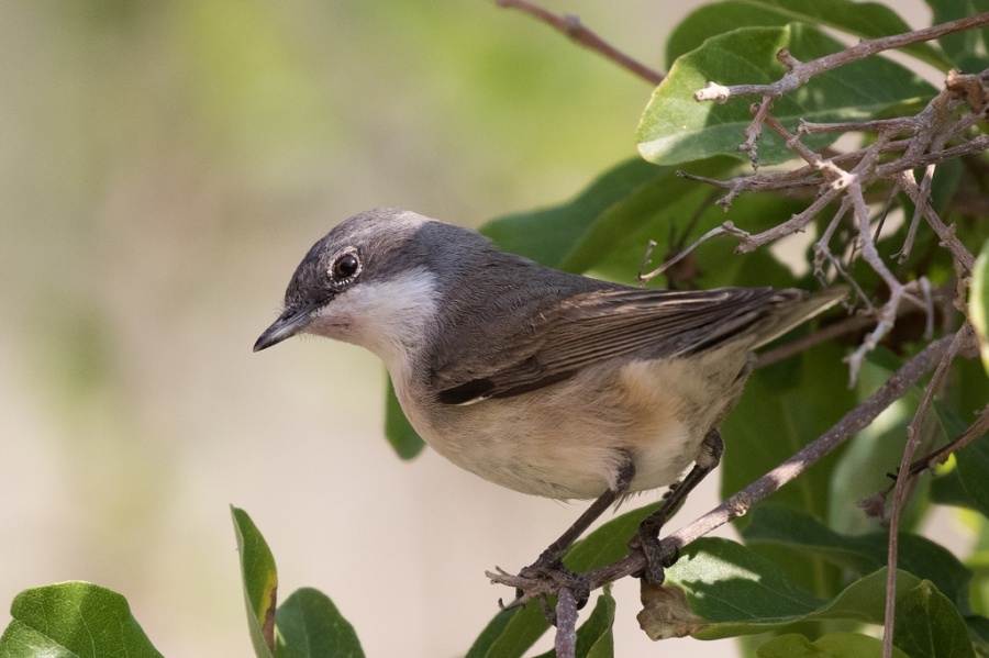 14lesser whitethroat 1024x682