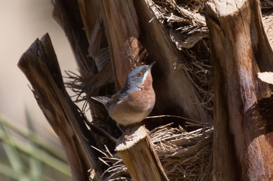 14subalpine warbler 1024x680