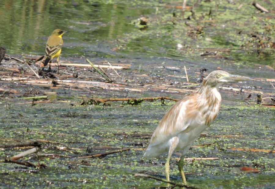 15. Volavka vlasatá Squacco heron Ardeola ralloides konipas luční předoasijský Black headed wagtail