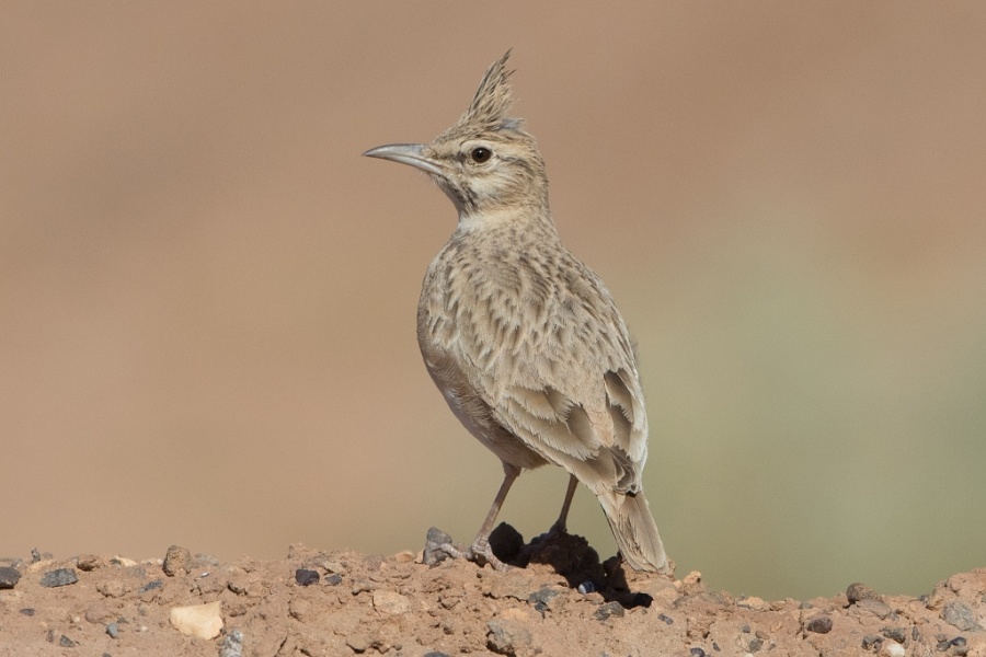 10 Mahgreb Lark