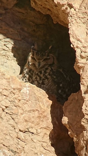 11 Pharao Eagle owl