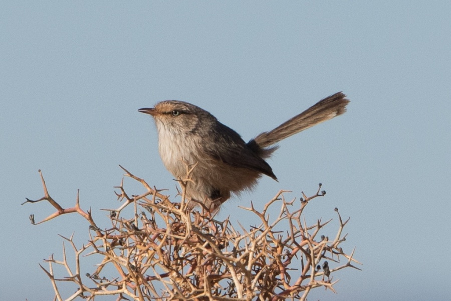 12 Saharan Scrub Warbler