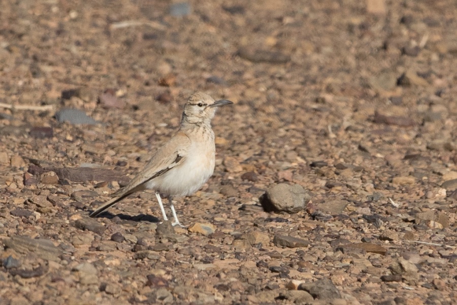 13 Hoopoe Lark ssp alaudipes