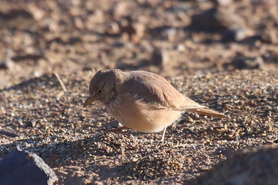 14 Desert Lark