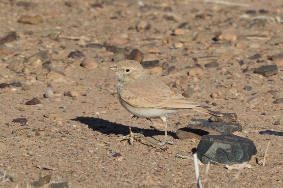 15 Bar tailed Lark