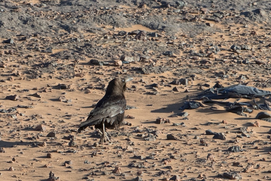 16 Brown necked Raven