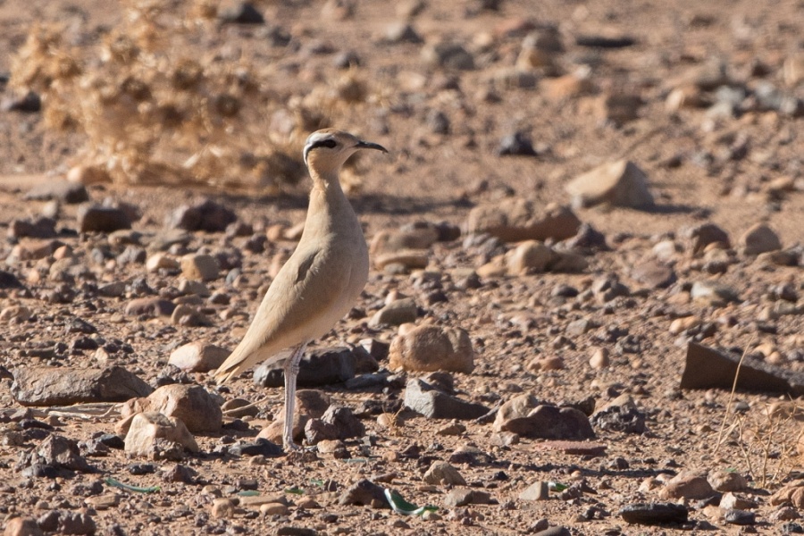 17 Cream coloured courser