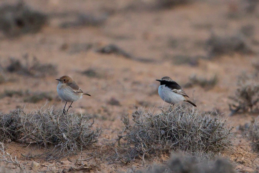 1 Red rumped Wheatear