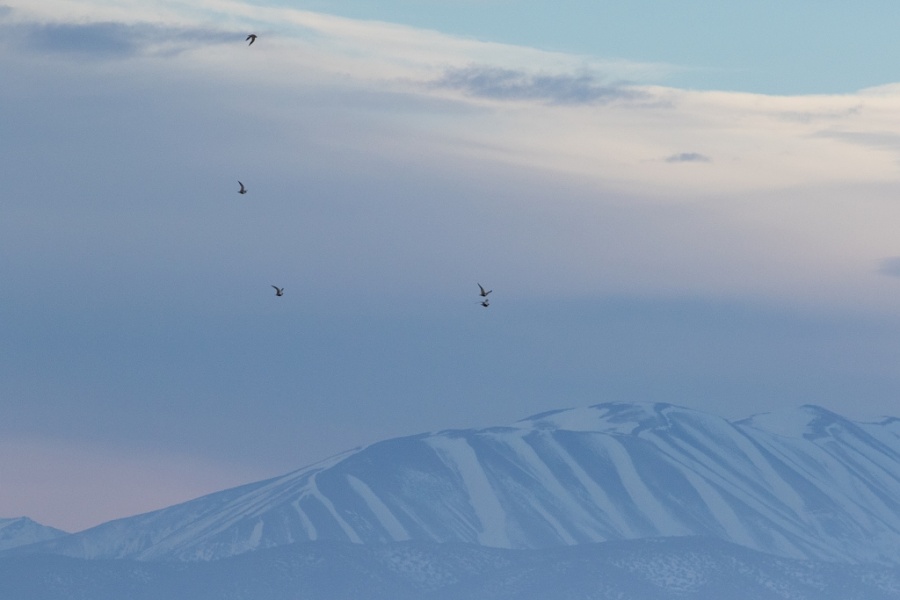 2 Black bellied Sandgrouse with Atlas Mountains