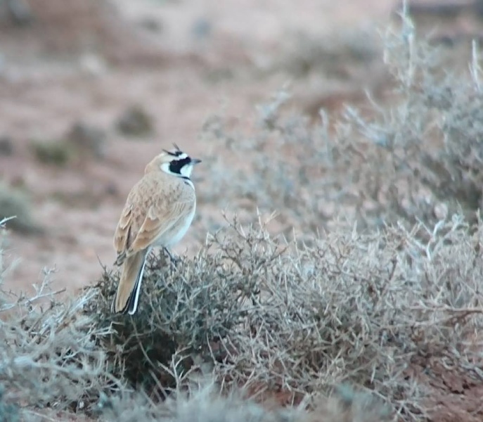 5 Temmincks Lark