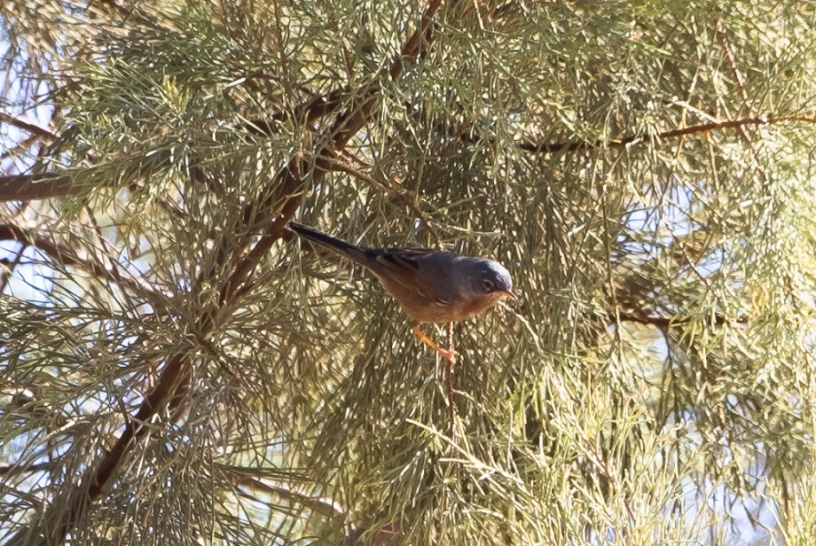 6 Tristrams Warbler our 300 tick