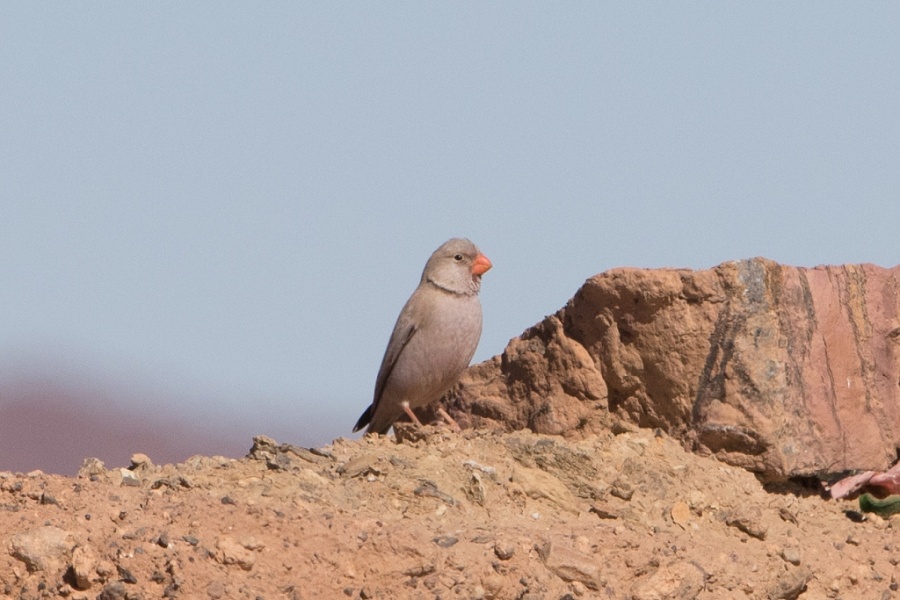 7 Trumpeter Finch