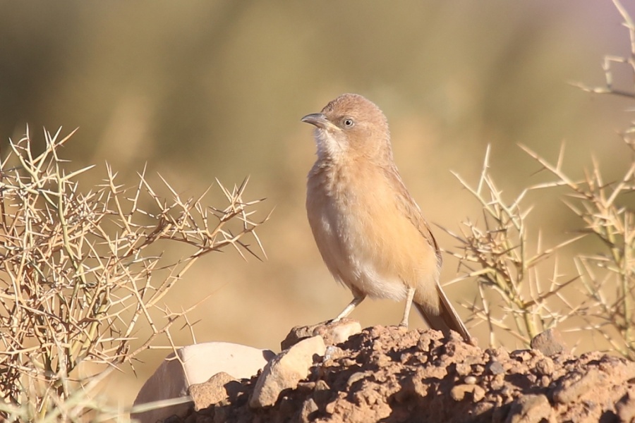 9 Fulvous Babbler