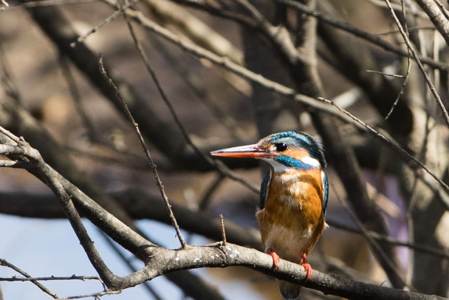 15 common kingfisher 1024x684