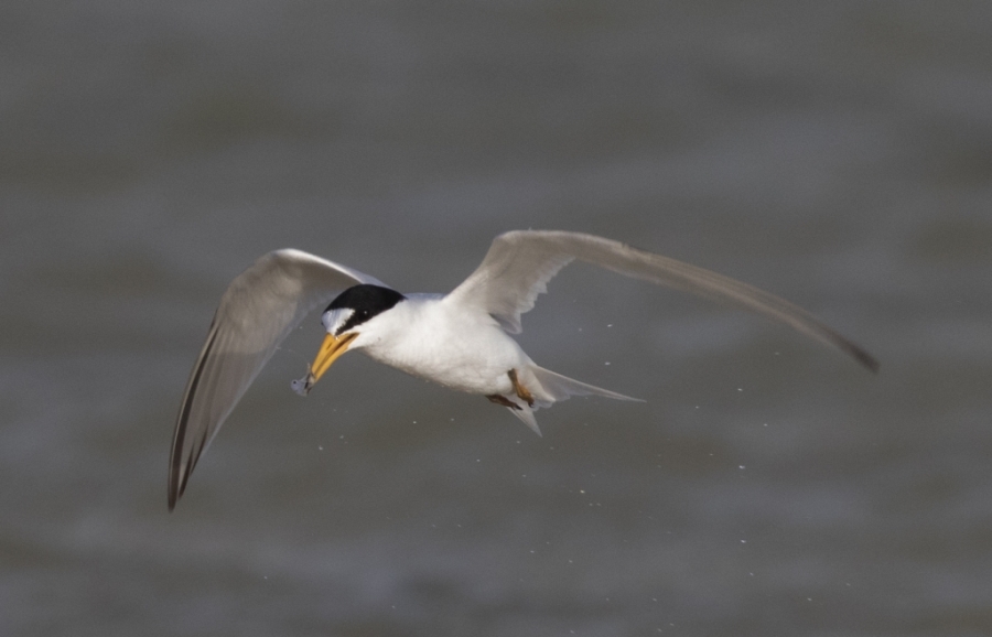 15 saunders tern2 1024x658