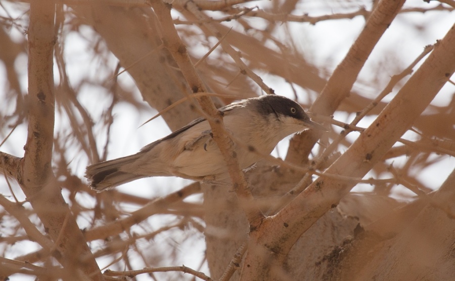 15 western oprhean warbler 1024x632