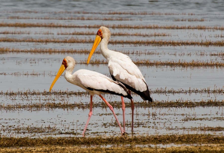 15 yellow billed stork 1024x701