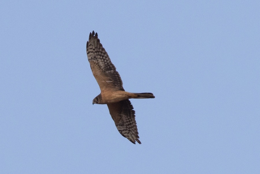 15pallid harrier underside 1024x684