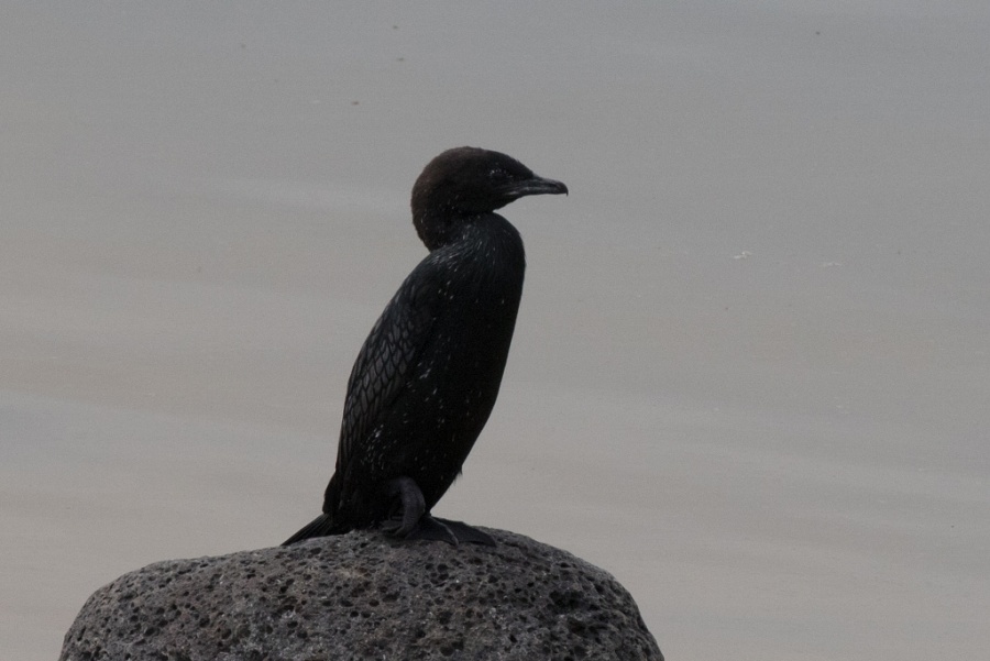 15pygmy cormorant 1024x684