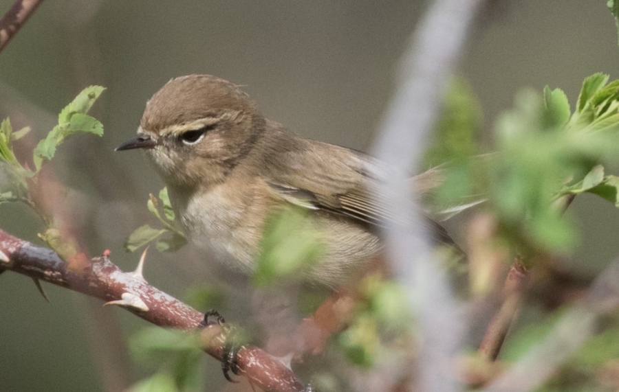 16 mountain chiffchaff 1024x650