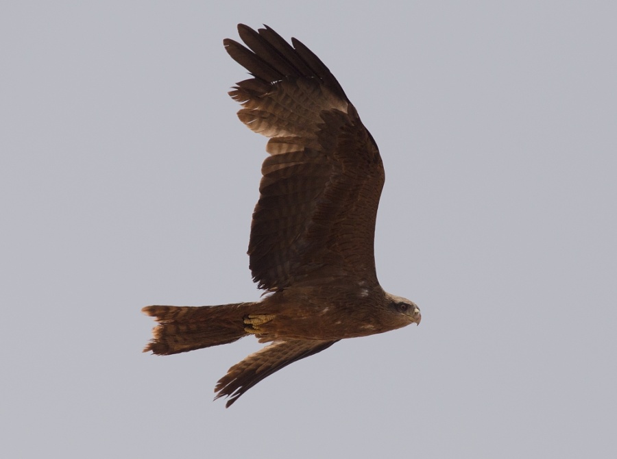 16 yellow billed kite 1024x762