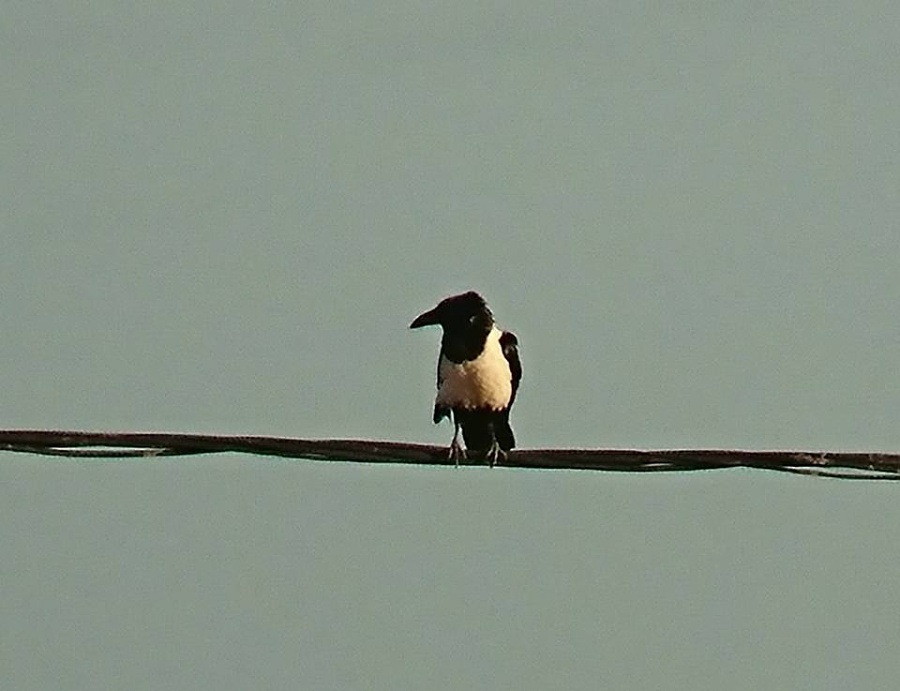 1 Pied Crow