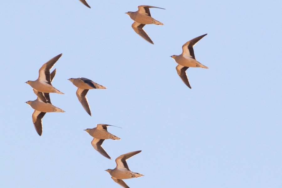 2 Crowned Sandgrouse