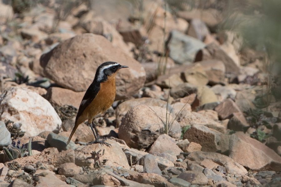 4 Moussiers Redstart