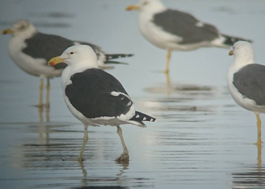 5 Kelp Gull