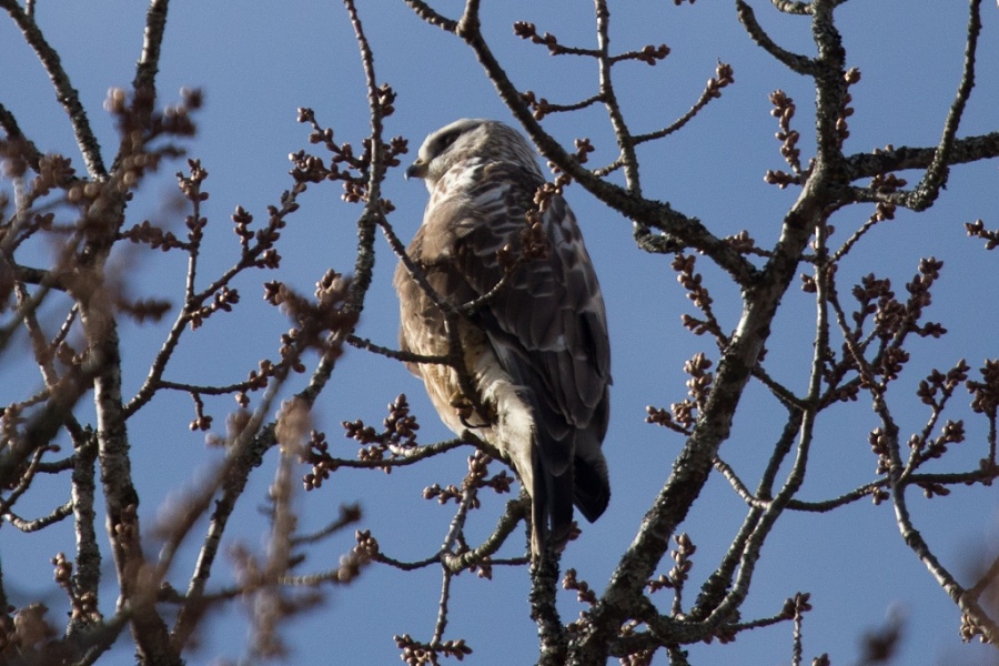 16rough legged buzzard 1024x683