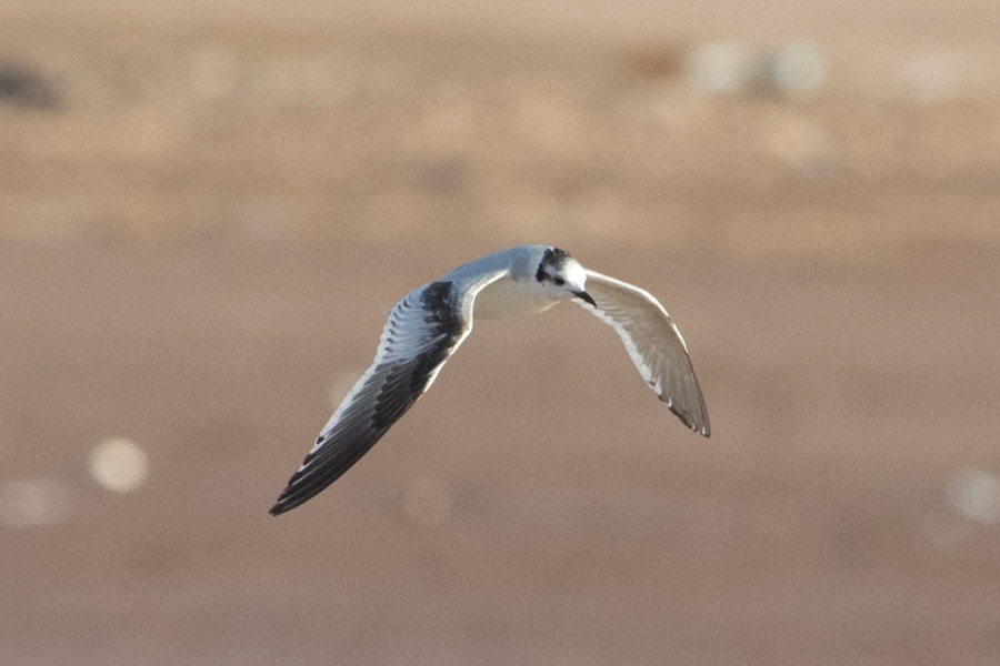 17 little gull 1024x683