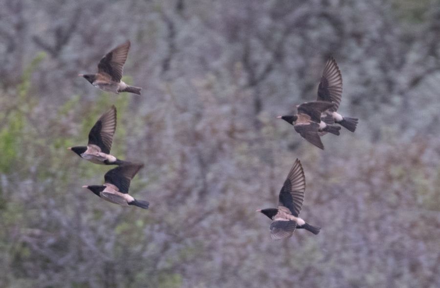 17 rosy starling 1024x671