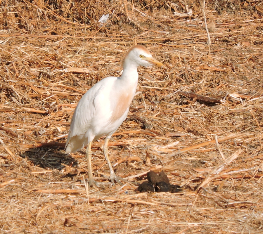 18. Volavka rusohlavá Cattle egret Bubulcus ibis