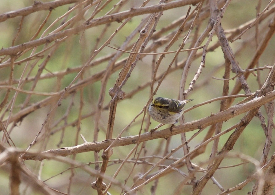 18Pallass Warbler 1024x728