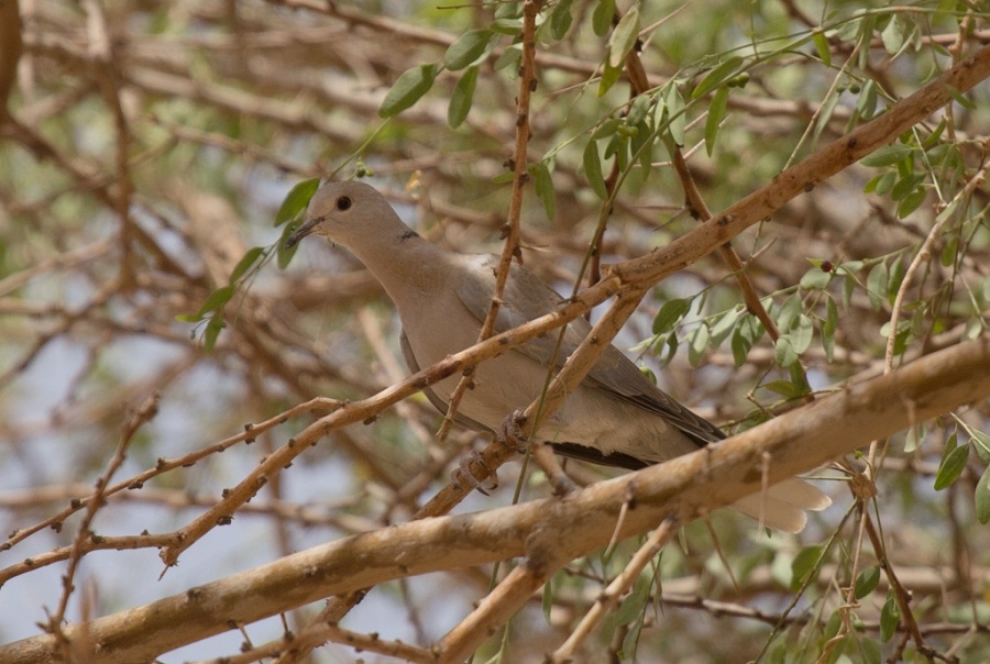 18 african colored dove 1024x687