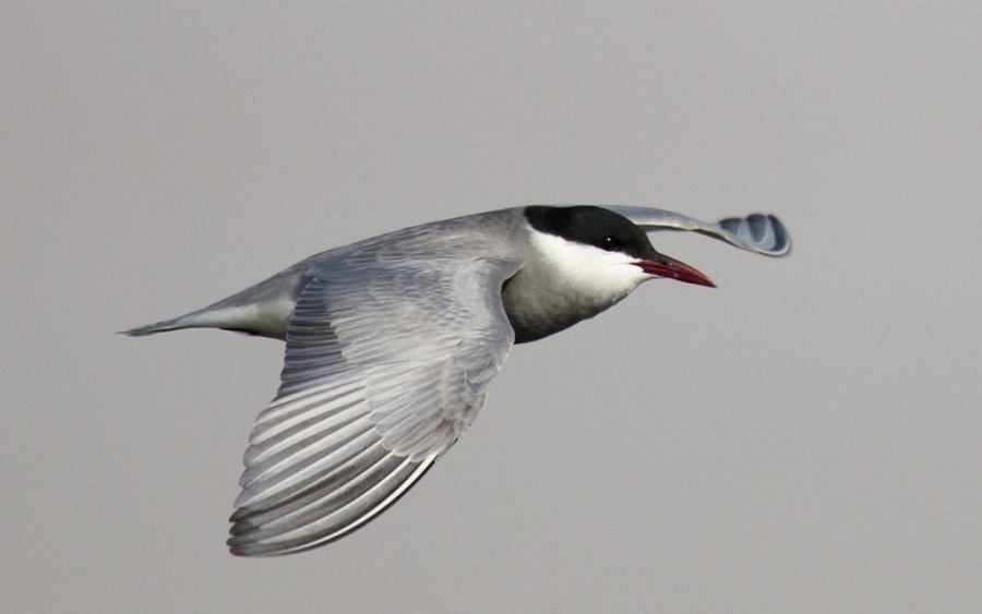 18 whiskered tern egypt 1024x641