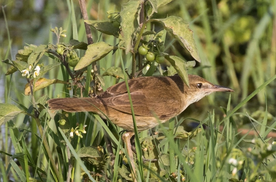 19 clamorous reed warbler 1024x676