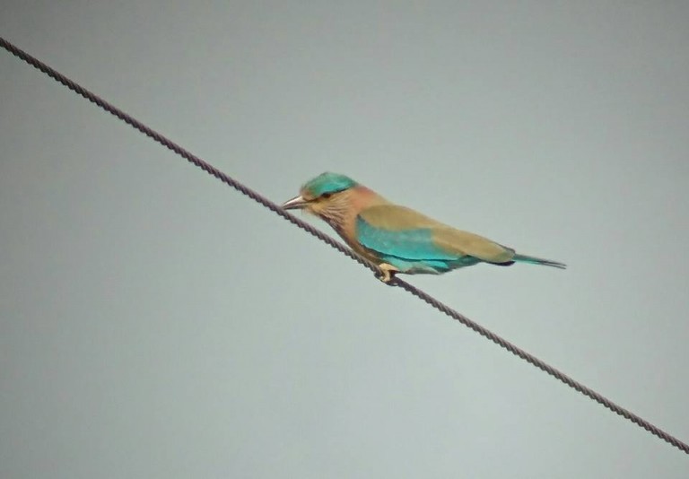 1 Indian Roller