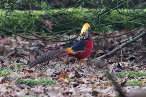 1 Golden Pheasant