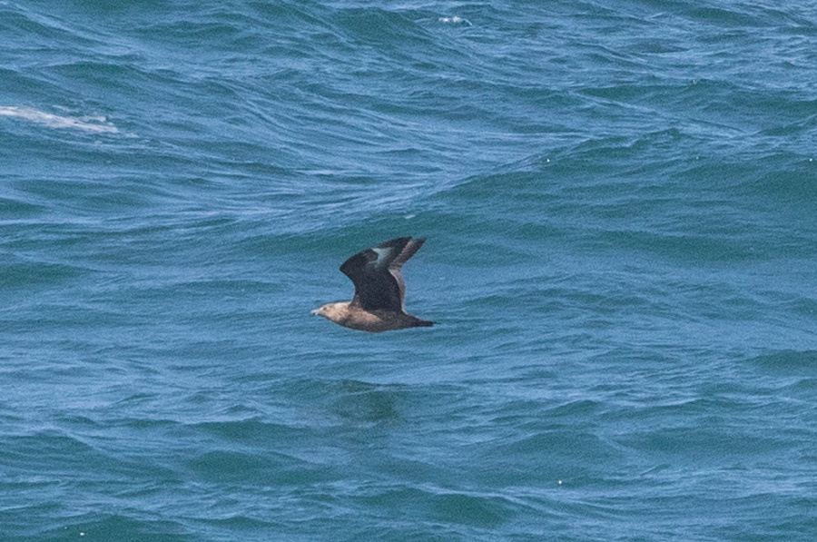 1 Great Skua