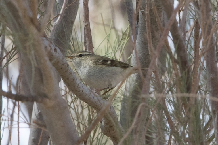 1 Humes Warbler