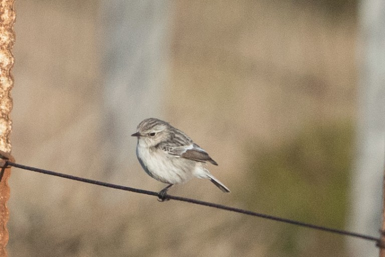 1 Not Stejnegerss Stonechat