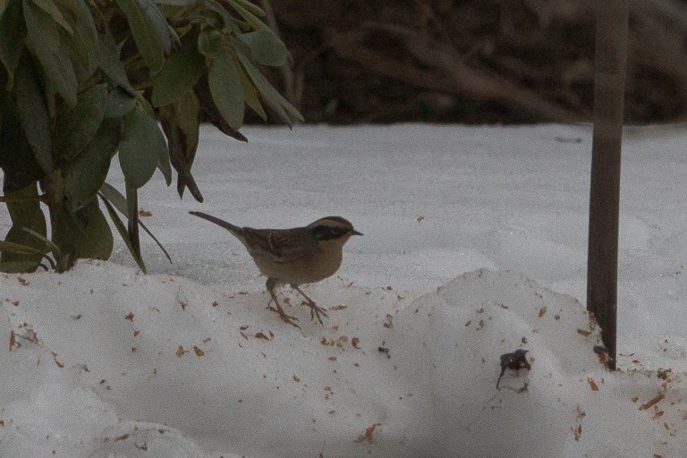 1 Siberian Accentor