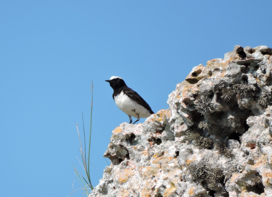 2. Bělořit bělohlavý plešanka Pied wheatear Oenanthe pleschanka Collala pia 6