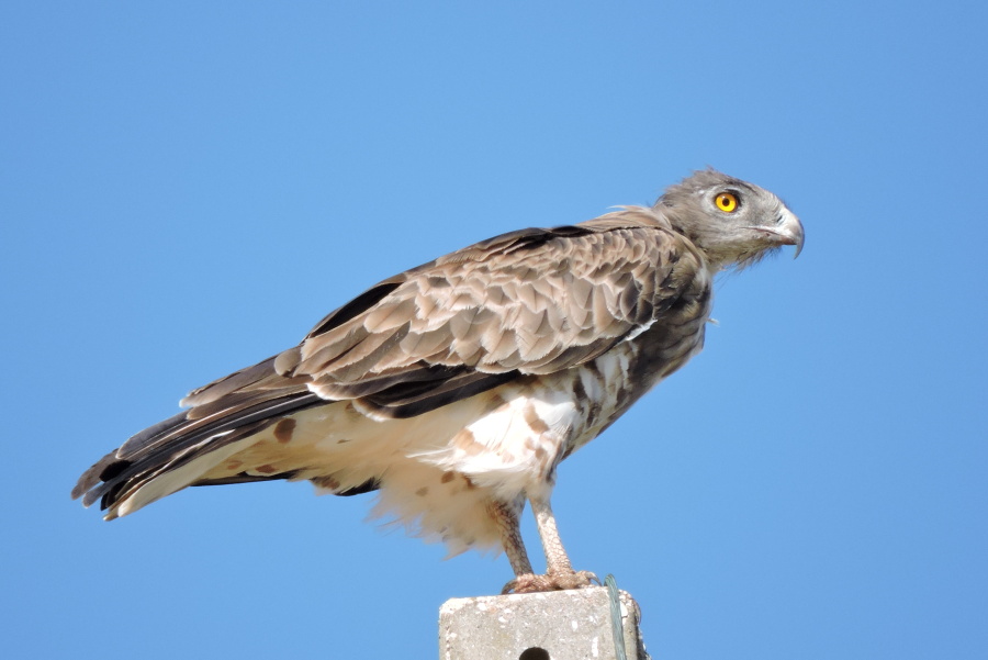 20. Orlík krátkoprstý Circaetus gallicus Short toed snake eagle