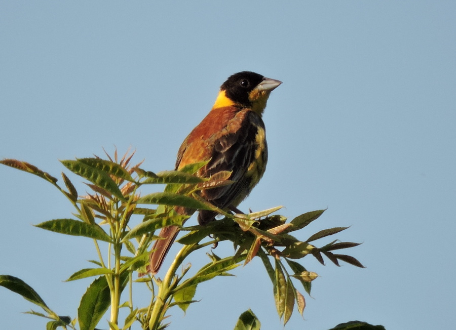 21. Strnad černohlavý black headed bunting Emberiza melanocephala 2